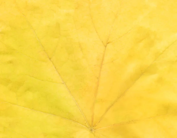 Fall leaf  background texture. Yellow leaf plant texture. Yellow leaves background. Close up of colorful autumnal leaf