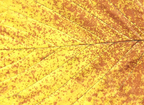 Färgglad Höst Löv Närbild Bakgrund Höstens Löv Höstlöv Makro Visa — Stockfoto