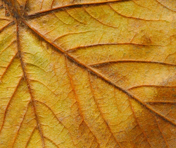 Outono Folhas Coloridas Closeup Outono Marrom Folha Velha Textural Brown — Fotografia de Stock