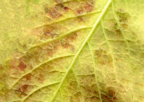 Colorful Closeup Beautiful Fall Foliage Autumn Leaves Background — Stock Photo, Image