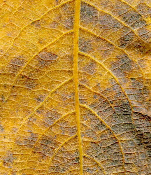 Texture background autumn leaf. Fall foliage texture. Autumn leaf  veins structure closeup. Autumn leaf veins