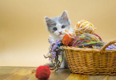 Yün topla oynamayı yün gri komik yavru kedi. Basket topları iplik ile de sevimli kedi. Örgü kavramı ve metin için yer.