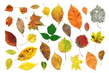 Sonbahar yaprakları beyaz zemin üzerinde. Kolaj sonbahar yaprakları