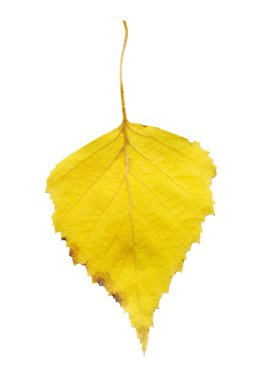Huş ağacının izole sarı düşmüş yaprak. Sonbahar huş ağacı yaprakları