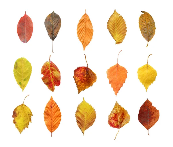 Herbstblätter Auf Weißem Hintergrund Collage Aus Herbstblättern — Stockfoto