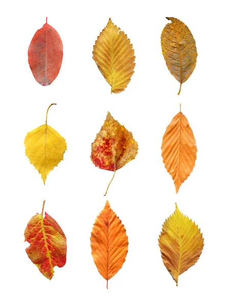 Herfstbladeren Een Witte Achtergrond Prachtige Herfstbladeren Kleurrijke Geïsoleerd Witte Achtergrond — Stockfoto