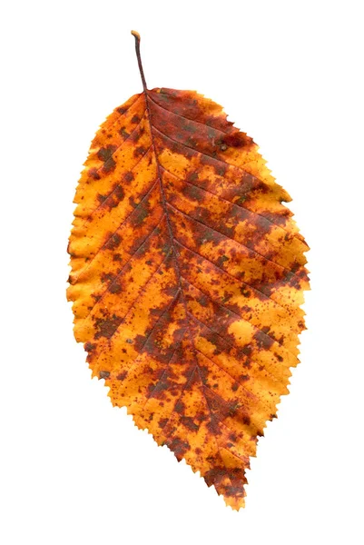 Leaf Brun Elm Tree Elm Tree Höst Löv Isolerad Vit — Stockfoto