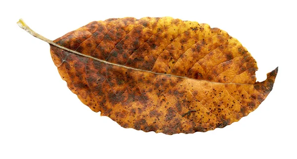 Colorful Pear Tree Autumn Leaves Isolated White Autumn Leaves Pear — Stock Photo, Image