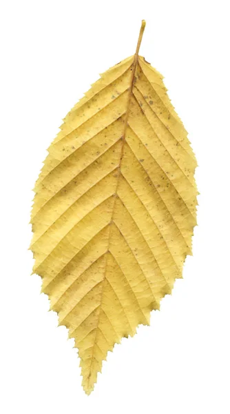 Autumn Leaf Elm Isolated White Background — Stock Photo, Image