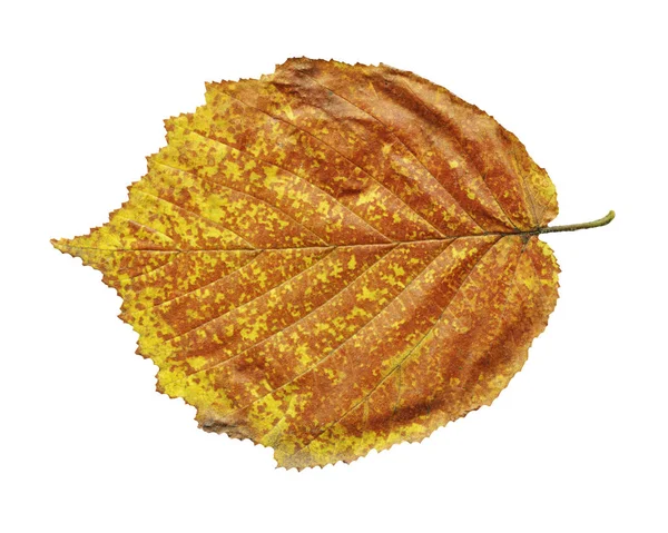 Kızılağaç Yaprak Üzerinde Beyaz Izole Sarı Alnus Glutinosa Sonbahar Yaprak — Stok fotoğraf