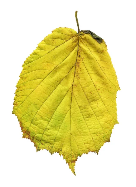 Foglia Ontano Giallo Isolato Bianco Alnus Glutinosa Autunno Foglia Isolata — Foto Stock