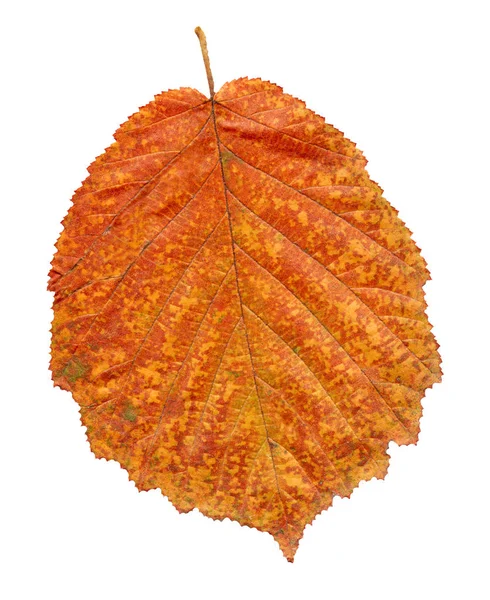 Alder Rode Blad Geïsoleerd Wit Alnus Glutinosa Herfstblad Geïsoleerd Kleurrijke — Stockfoto