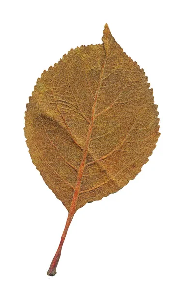 カラフルな秋の葉は 白い背景で隔離 乾燥葉を白で隔離 — ストック写真