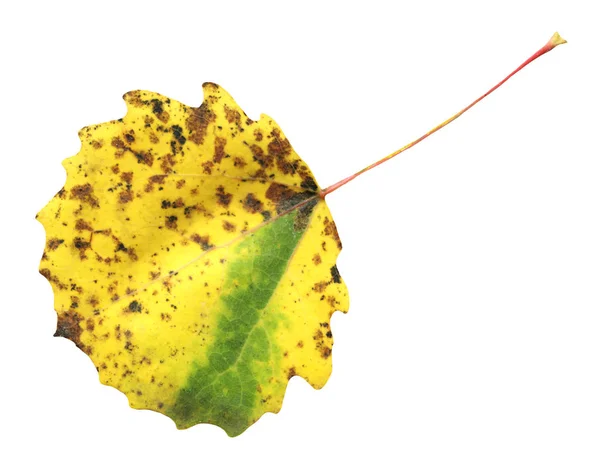 Цветной Осенний Осиновый Лист Осенние Листья Осины Изолированы — стоковое фото