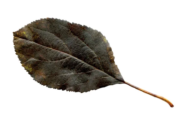 Feuille Noire Isolée Sur Fond Blanc — Photo