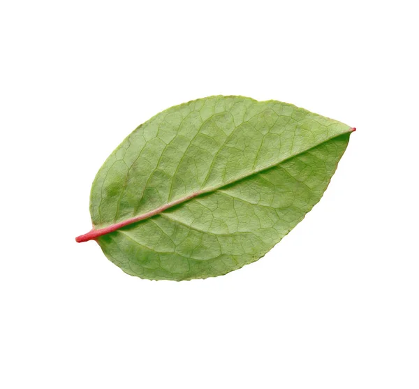 Myrtille Verte Laisser Isolé Fond Blanc — Photo