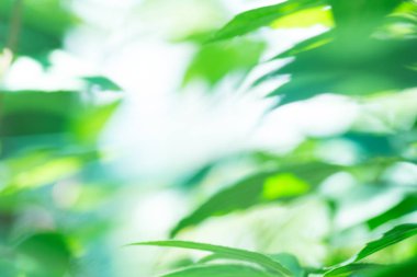 Ufuk yeşil arka plan. Doğal bokeh bulanık. Bokeh ışık arka plan.