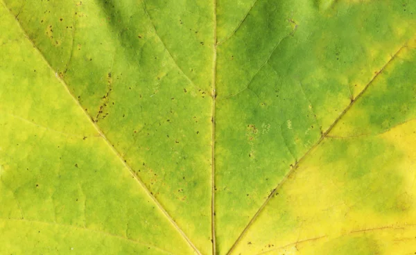 Zelená Listová Texturu Krásné Barevné Podzimní Listí Podzimní Listí Texturu — Stock fotografie