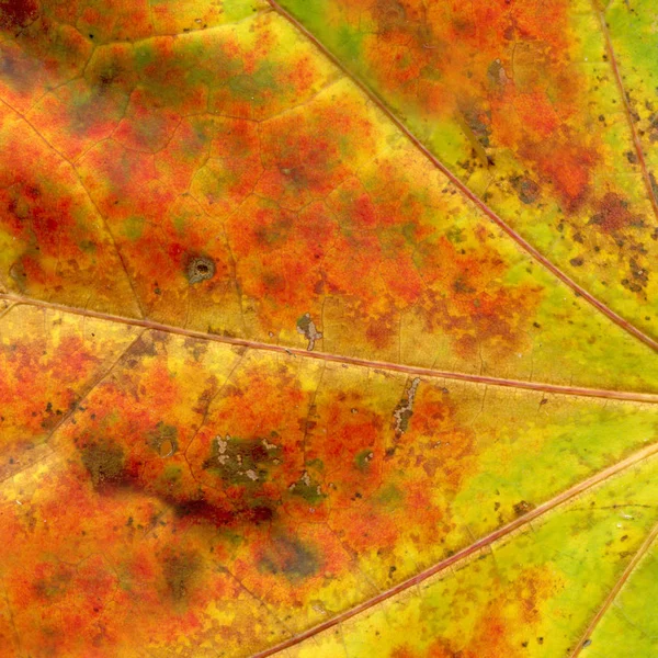 Texture background autumn leaf. Fall foliage texture. Autumn leaf  veins structure closeup