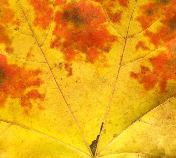 Texture background autumn leaf. Fall foliage texture. Autumn leaf  veins structure closeup. Creative idea layout. Minimal autumn concept.