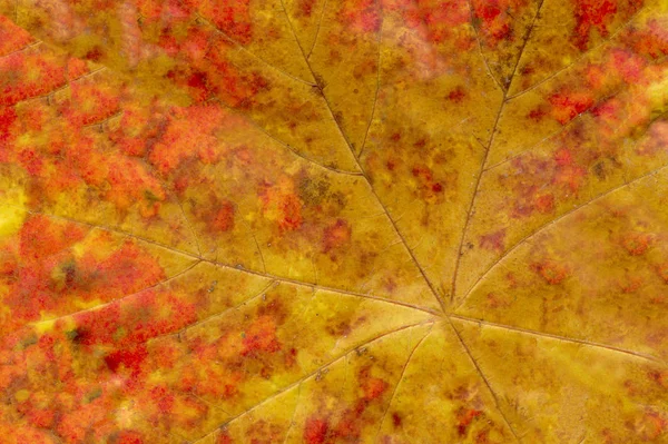 Textur Hintergrund Herbstblatt Laubstruktur Herbst Herbstblattadern Strukturieren Nahaufnahme — Stockfoto