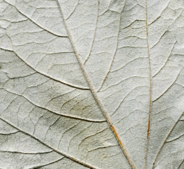 Autumn Aspen Leaf Backside Texture Silver Aspen Leaf — Stock Photo, Image