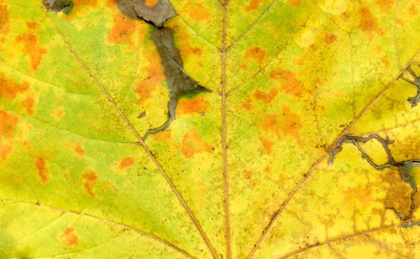 Красочный Осенний Лист Крупным Планом Макро Красочный Осенний Лист — стоковое фото
