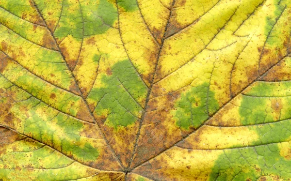 Groene Blad Textuur Prachtige Kleurrijke Herfstblad Herfstbladeren Textuur Achtergrond — Stockfoto