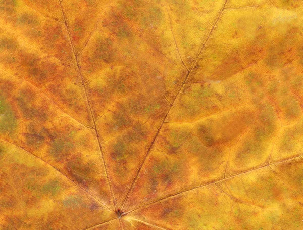 Het Patroon Van Een Droog Blad Rode Gele Blad Abstracte — Stockfoto