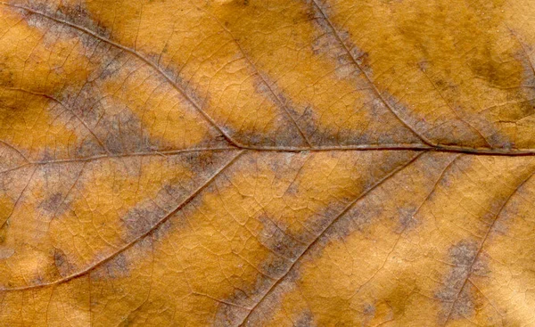 Autumn Close Dry Leave Leaf Autumn Background — Stock Photo, Image