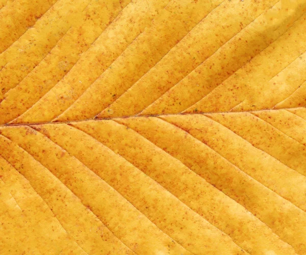 Contexte Feuille Automne Automne Laisse Une Texture Macro Feuille Jaune — Photo