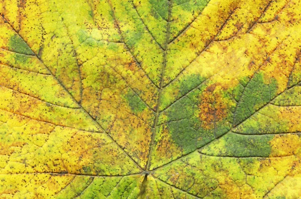Groene Blad Textuur Prachtige Kleurrijke Herfstblad Herfstbladeren Textuur Achtergrond — Stockfoto