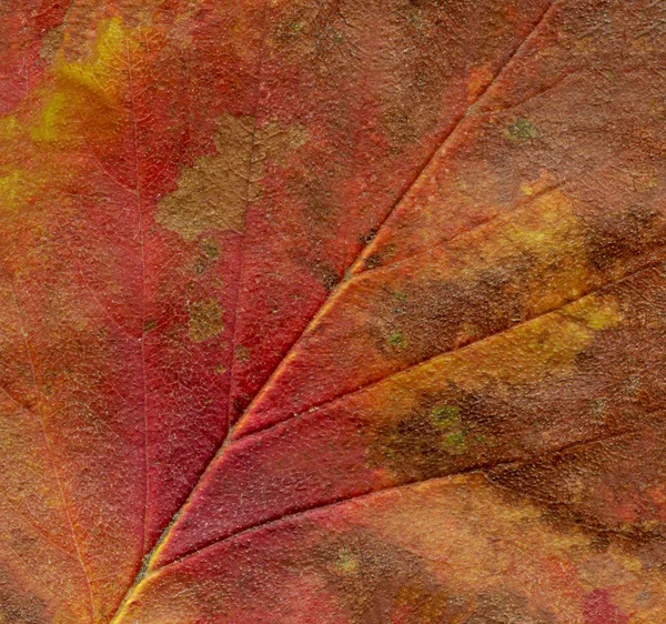 Pozadí Podzimního Listí Podzimní Listí Hnědé Makro Zobrazení Textur Texturou — Stock fotografie