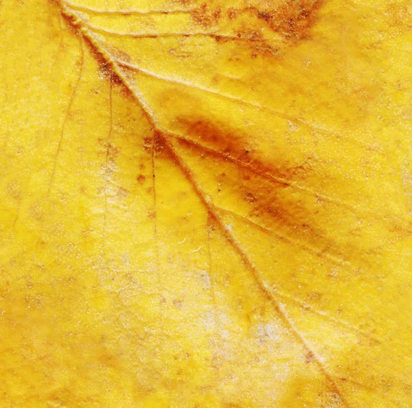 Colorful Autumn Leaf Closeup Background Autumn Leaf Autumn Leaves Macro — Stock Photo, Image