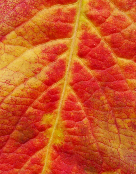 Czerwony Jesień Liść Zbliżenie Makro Czerwony Liść Jesienny Liść Zbliżenie — Zdjęcie stockowe