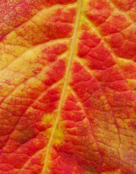 Rode Herfst Blad Close Macro Van Rode Blad Herfstblad Close — Stockfoto