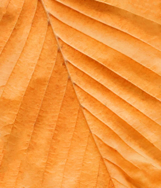 Texture background autumn leaf. Fall foliage texture. Autumn leaf  veins structure closeup. Creative idea layout.