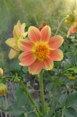 Portakal çiçeğim Dahlia. Minyatür turuncu dahlia Bahçe