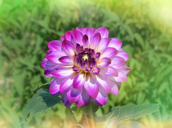 Single Dahlia Flower Nature Background Purple Dahlia Flowers Bush — Stock Photo, Image