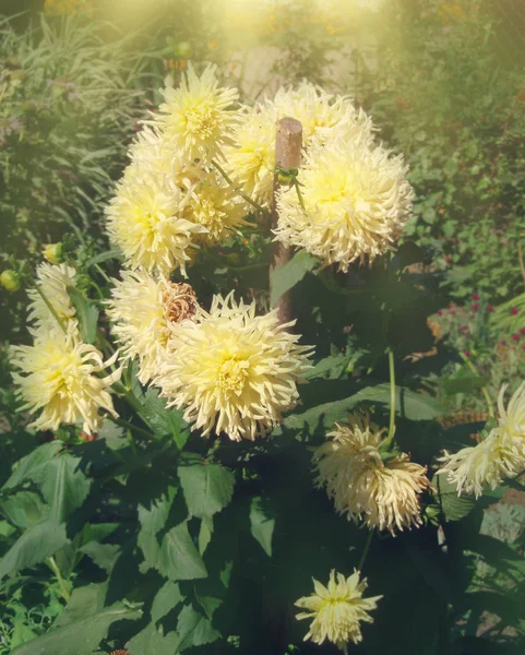 Цветок Далии Желтое Счастье Tuberous Root Perennial Dahlia Цветущая Голова — стоковое фото
