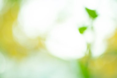 Güneşli soyut doğa arka plan. Güzel güneş ışığı bokeh sonbahar arka plan