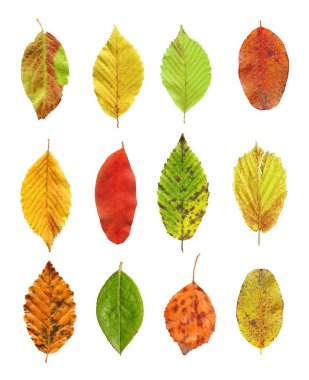 Ağaç topluluğu izole bırakır. Parlak sonbahar yaprakları. 