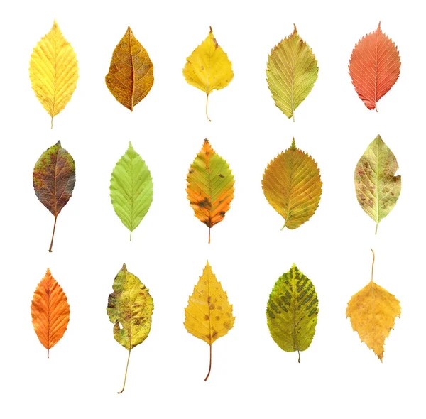 Kleurrijke Herfst Bladeren Set Geïsoleerd Een Witte Achtergrond Herfstbladeren Set — Stockfoto