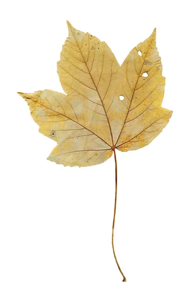 Feuille Érable Automne Séchée Jaune Feuille Érable Jaune Automne Sèche — Photo