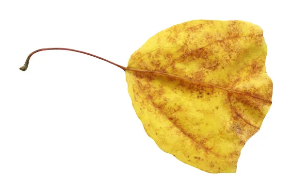 Buntes Herbstblatt Isoliert Auf Weißem Hintergrund Schöne Helle Bunte Herbstblatt — Stockfoto