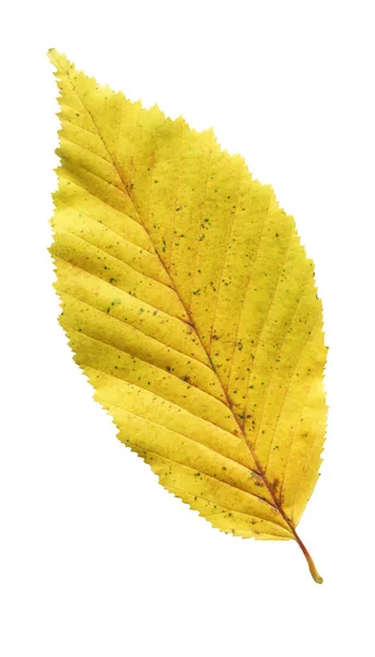 Autumn Leaf Elm Isolated White Background One Yellow Leaf Elm — Stock Photo, Image