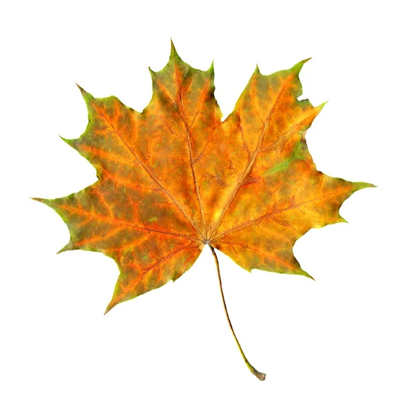 白で隔離かえでの木の秋の葉 緑縞とオレンジ色のカエデの葉 美しい秋の背景 — ストック写真