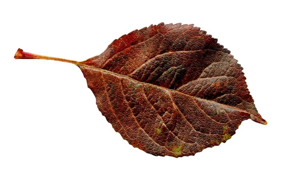 Colorful Autumn Leaf Isolated White Background — Stock Photo, Image