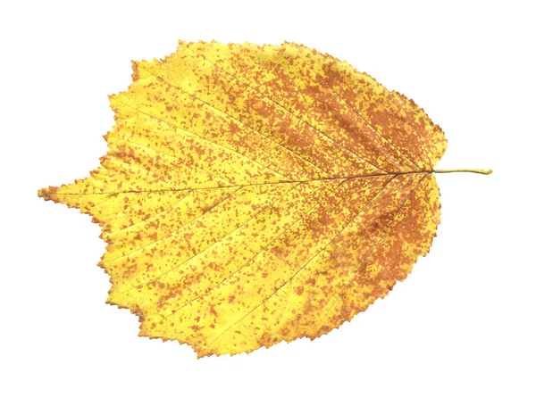 Kızılağaç Yaprak Üzerinde Beyaz Izole Sarı Alnus Glutinosa Sonbahar Yaprak — Stok fotoğraf