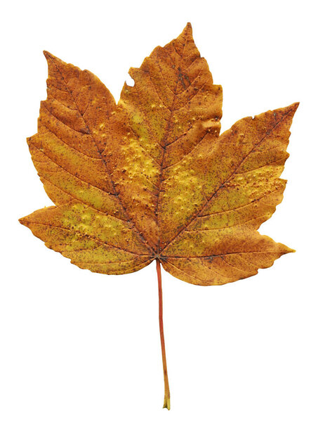 Autumn leaf of maple tree isolated on white